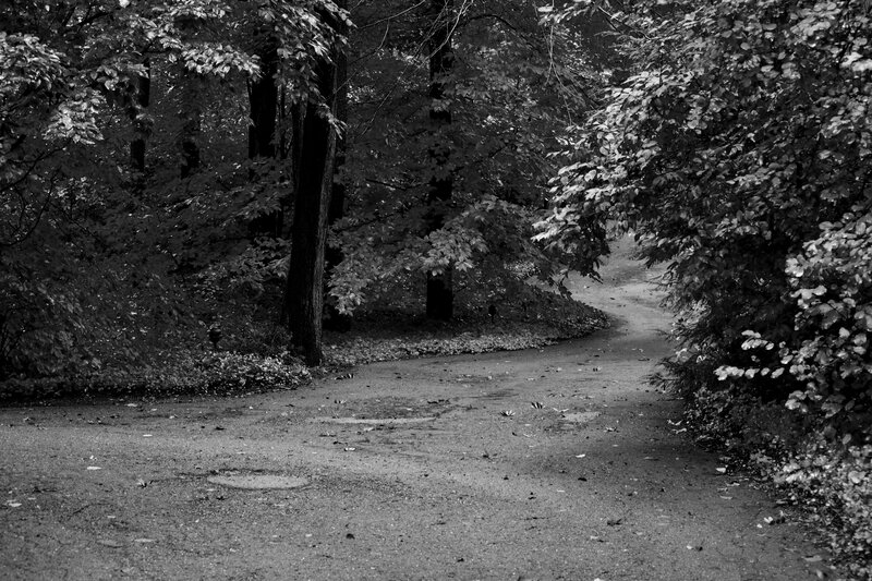 Winding Path in Forest — Black
