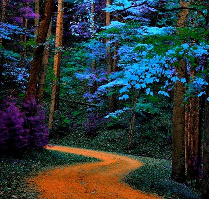 Winding Path in Forest — Blue