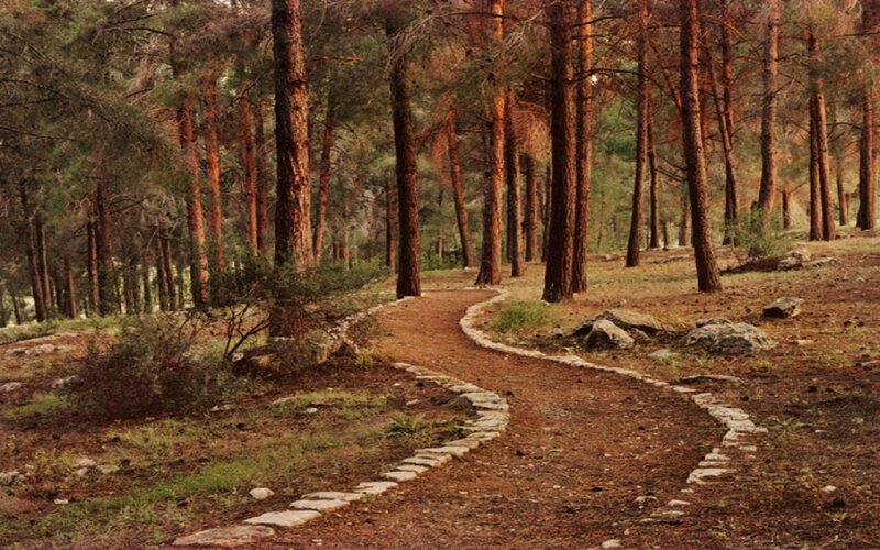 Winding Path in Forest — Brown, Serene