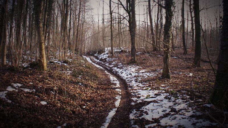 Winding Path in Forest — Brown, Serene, Winter