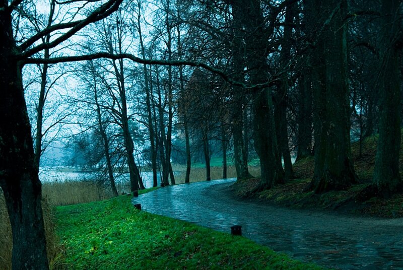 Winding Path in Forest — Green, Moody