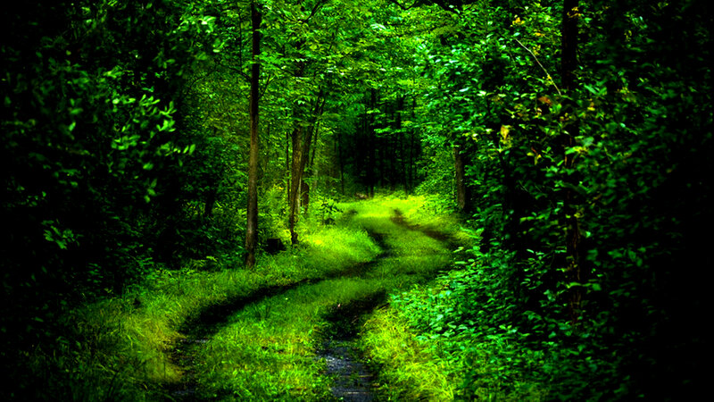 Winding Path in Forest — Green, Serene, Afternoon, Photograph