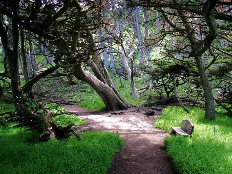 Winding Path in Forest — Green, Serene, Afternoon, Photograph, Trees, Bench