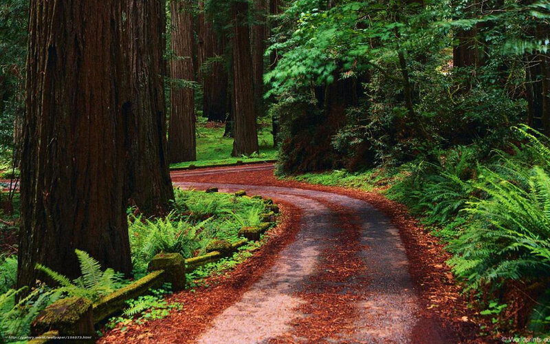 Winding Path in Forest — Green, Serene, Afternoon, Photograph, Trees, Ferns