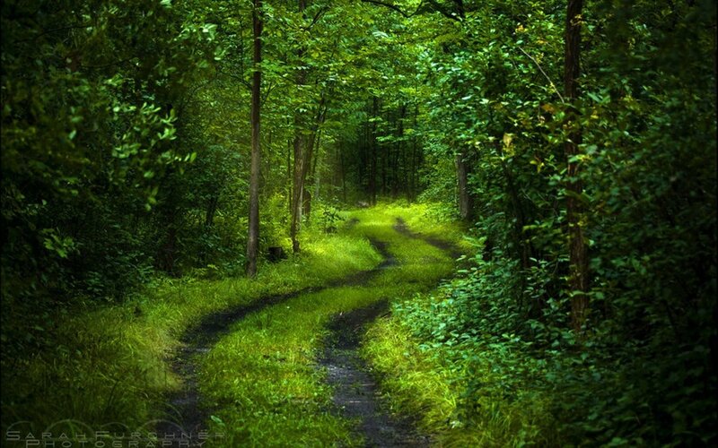 Winding Path in Forest — Green, Serene, Afternoon, Photograph, Trees, Grass, Dirt, Brown