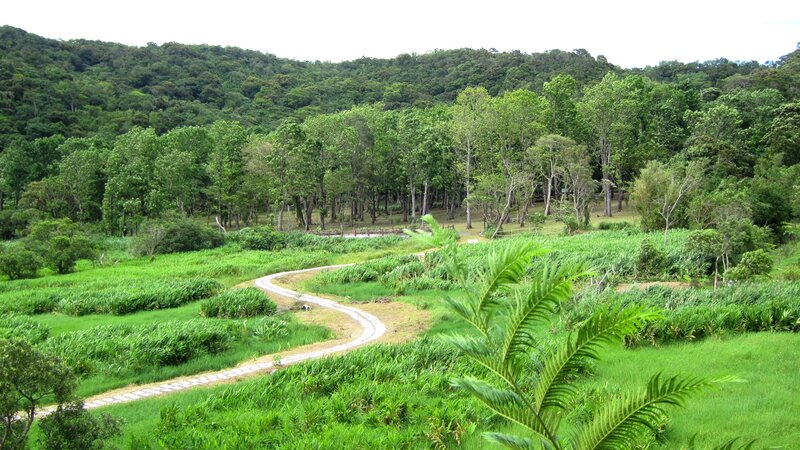 Winding Path in Forest — Green, Serene, Afternoon, Photograph, Trees, Grass, Fern