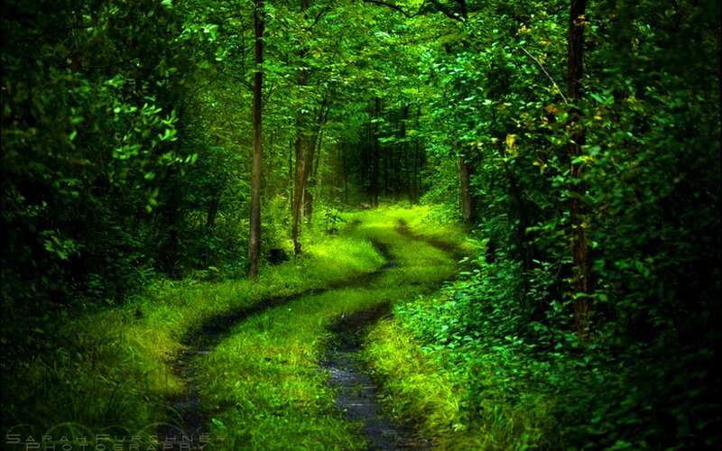 Winding Path in Forest — Green, Serene, Afternoon, Photograph, Trees, Grass
