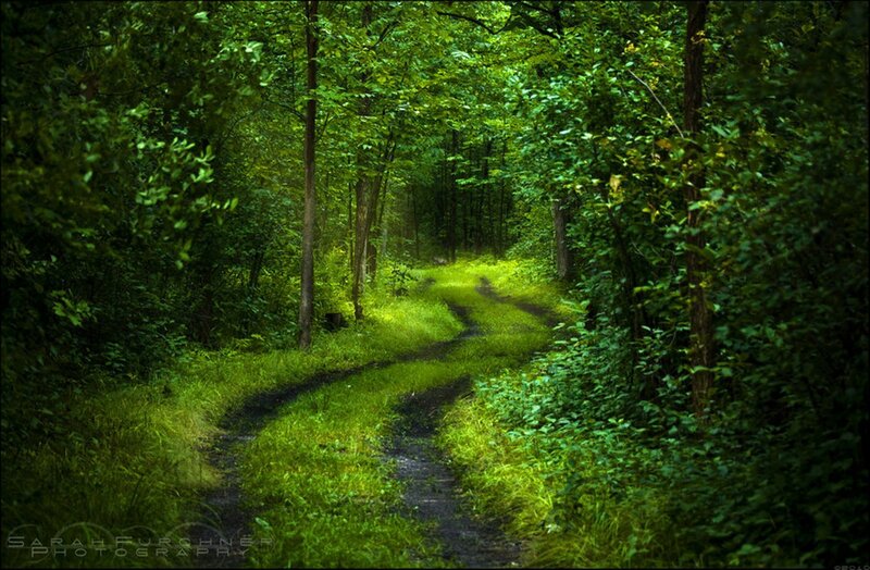 Winding Path in Forest — Green, Serene, Afternoon, Photograph, Trees