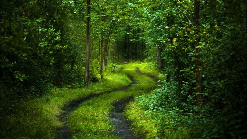 Winding Path in Forest — Green, Serene, Afternoon