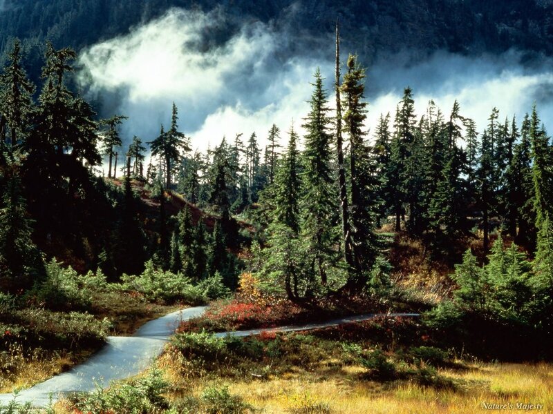 Winding Path in Forest — Green, Serene, Autumn, Photograph