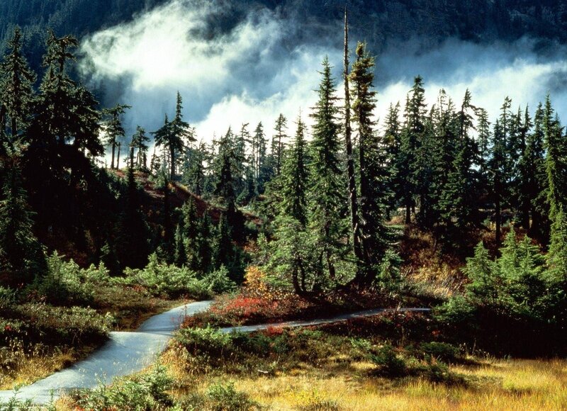 Winding Path in Forest — Green, Serene, Autumn
