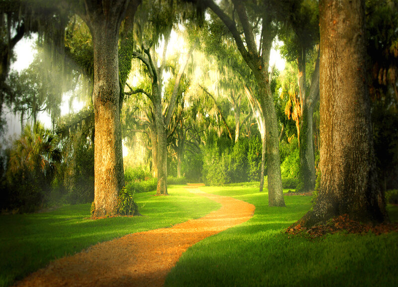 Winding Path in Forest — Green, Serene, Morning, Photograph