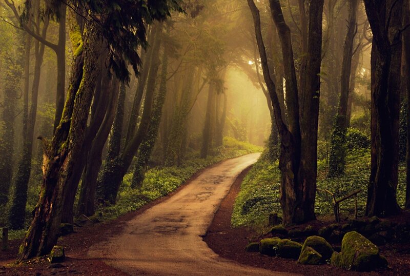 Winding Path in Forest — Green, Serene, Morning, Photograph, Trees, Fog