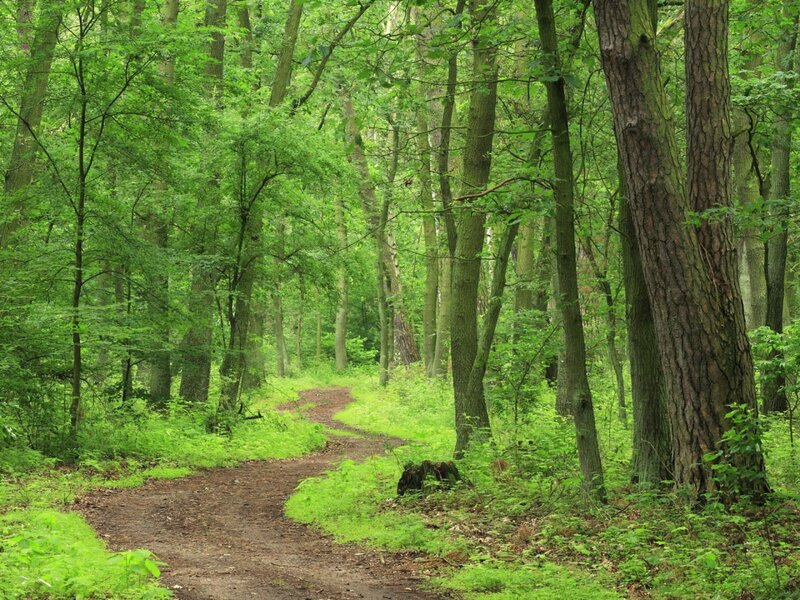 Winding Path in Forest — Green, Serene, Morning, Photograph, Trees