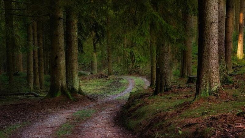 Winding Path in Forest — Green, Serene, Morning
