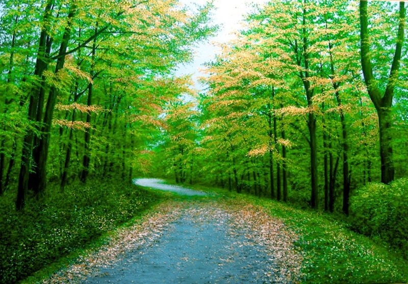Winding Path in Forest — Green, Serene, Spring, Photograph