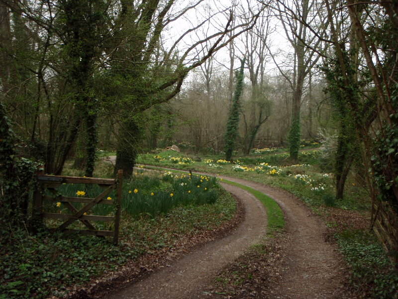 Winding Path in Forest — Green, Serene, Spring, Photograph, Trees