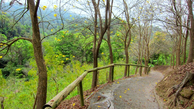 Winding Path in Forest — Green, Serene, Spring