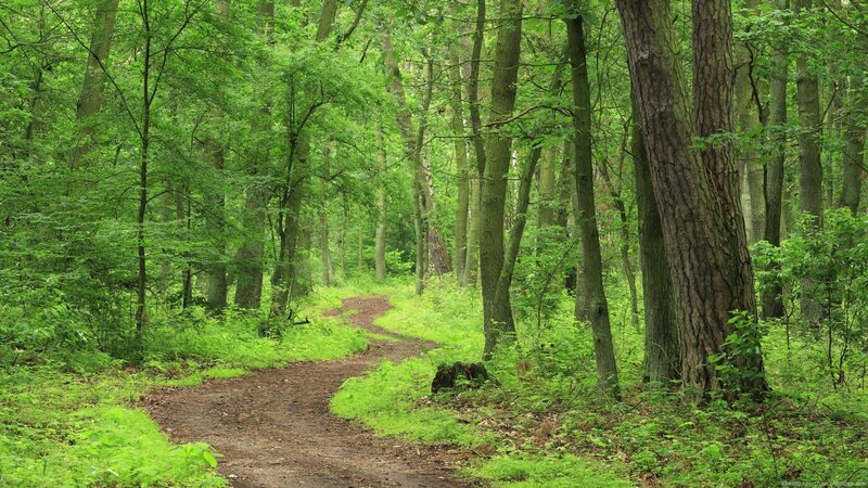 Winding Path in Forest — Green, Serene, Summer, Photograph