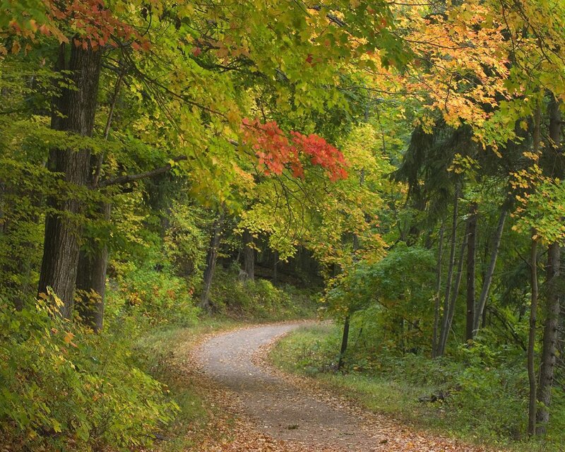 Winding Path in Forest — Green, Serene