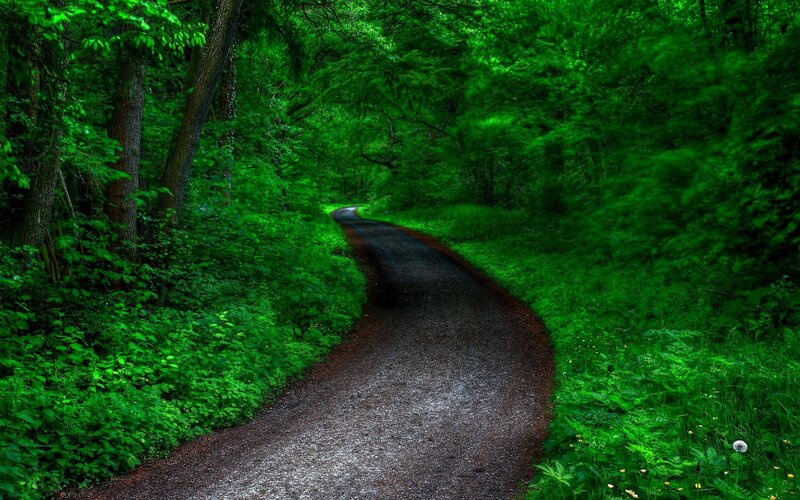 Winding Path in Forest — Green