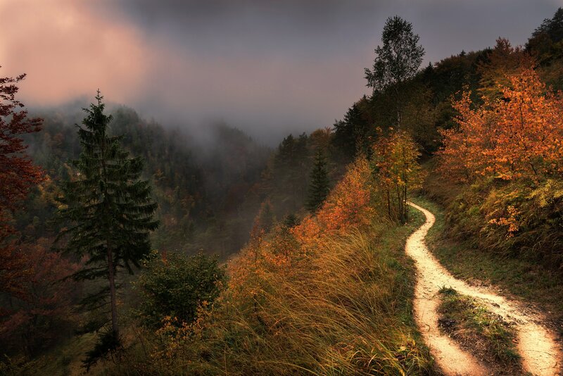 Winding Path in Forest — Orange, Misty