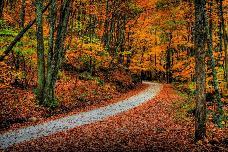 Winding Path in Forest — Orange, Serene, Autumn