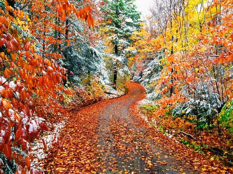 Winding Path in Forest — Orange, Serene