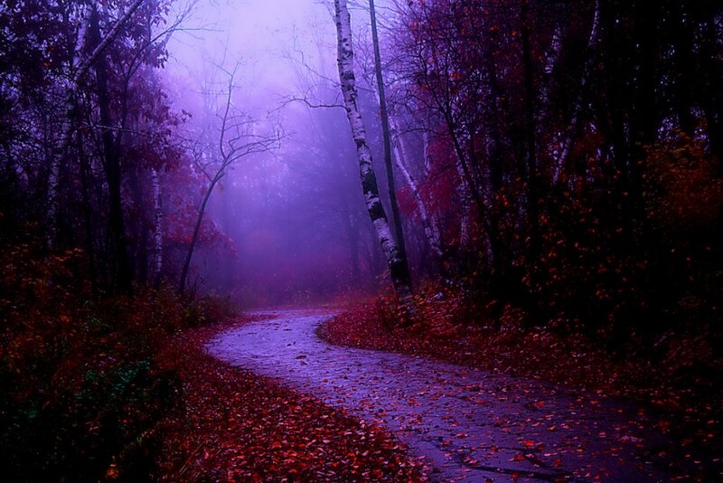 Winding Path in Forest — Purple