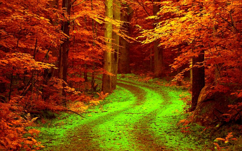 Winding Path in Forest — Red, Serene