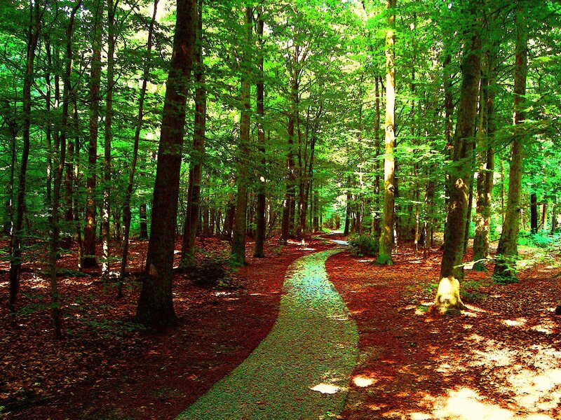 Winding Path in Forest