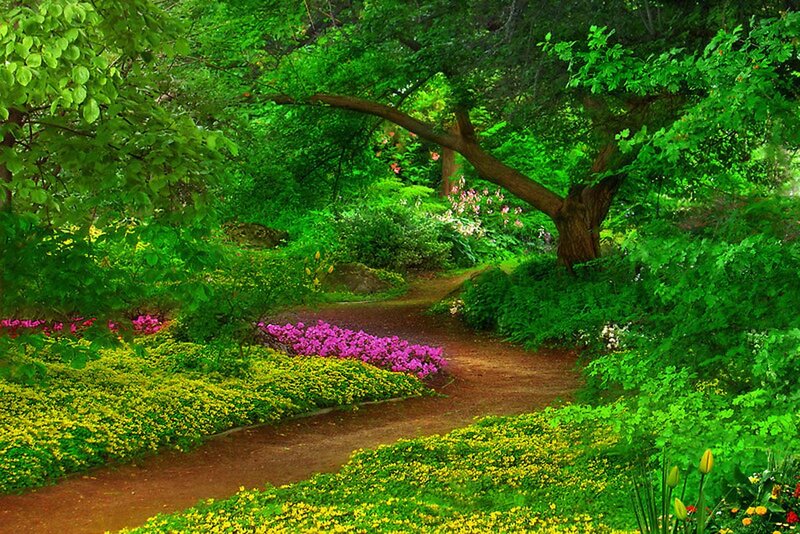 Winding Path in Garden — Green, Serene, Spring, Photograph, Trees