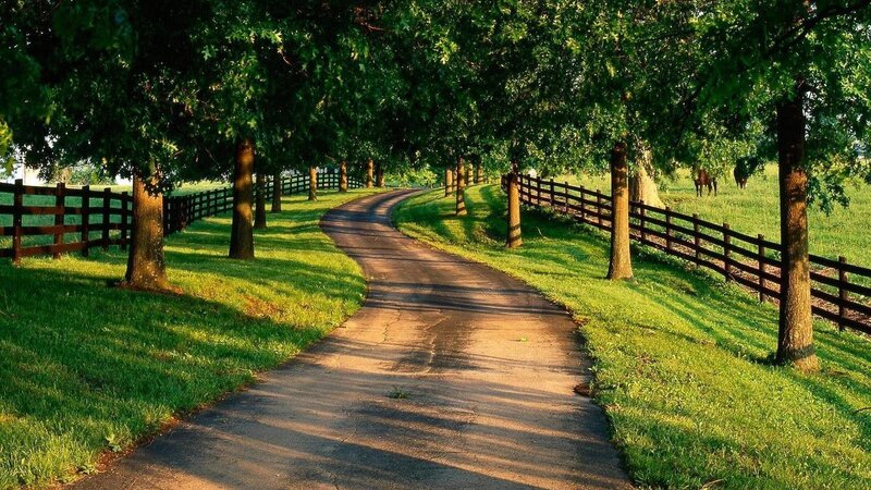 Winding Path in Park — Green, Serene, Afternoon, Photograph, Trees, Fences