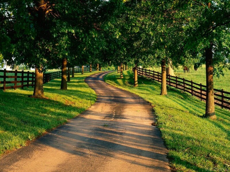 Winding Path in Park — Green, Serene, Afternoon