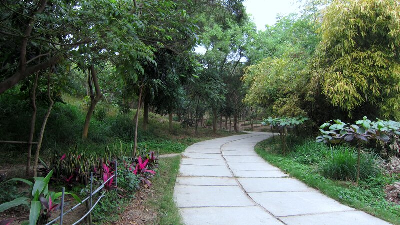 Winding Path in Park — Green, Serene