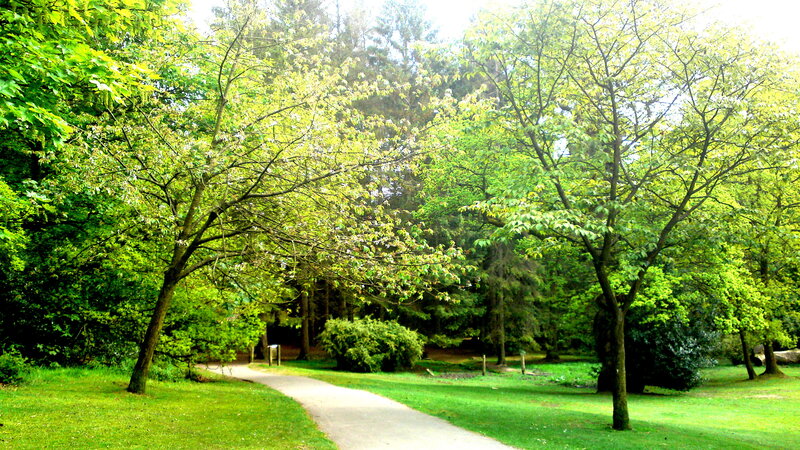 Winding Path in Park