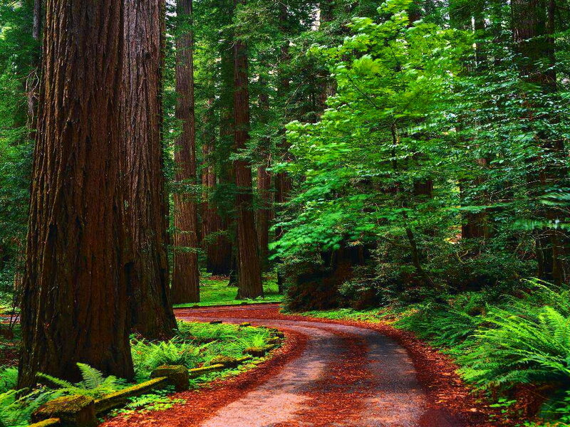 Winding Path in Redwood Forest