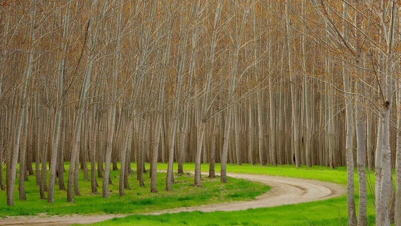 Winding path through a forest