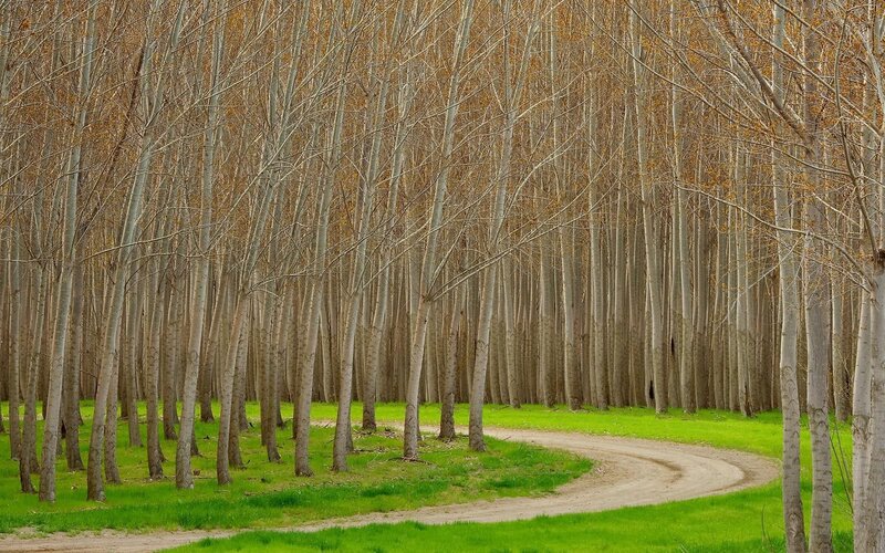 Winding path through a forest