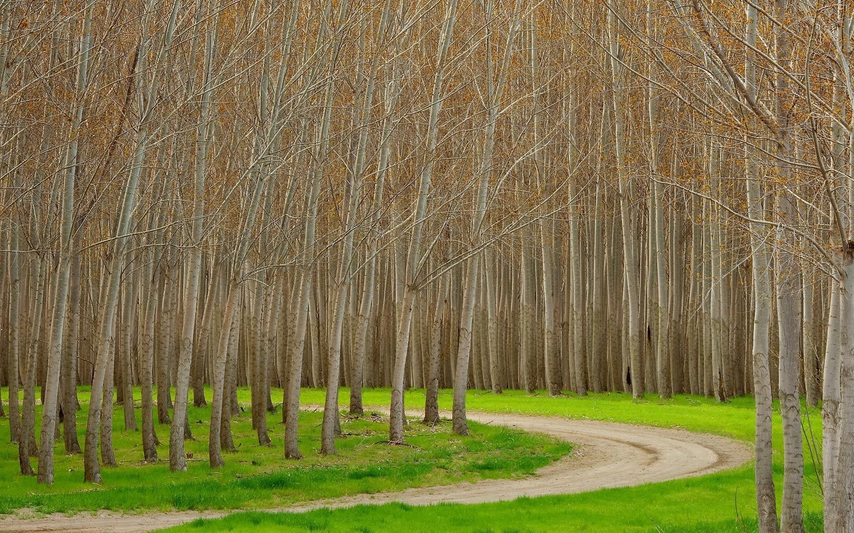 Winding path through a forest