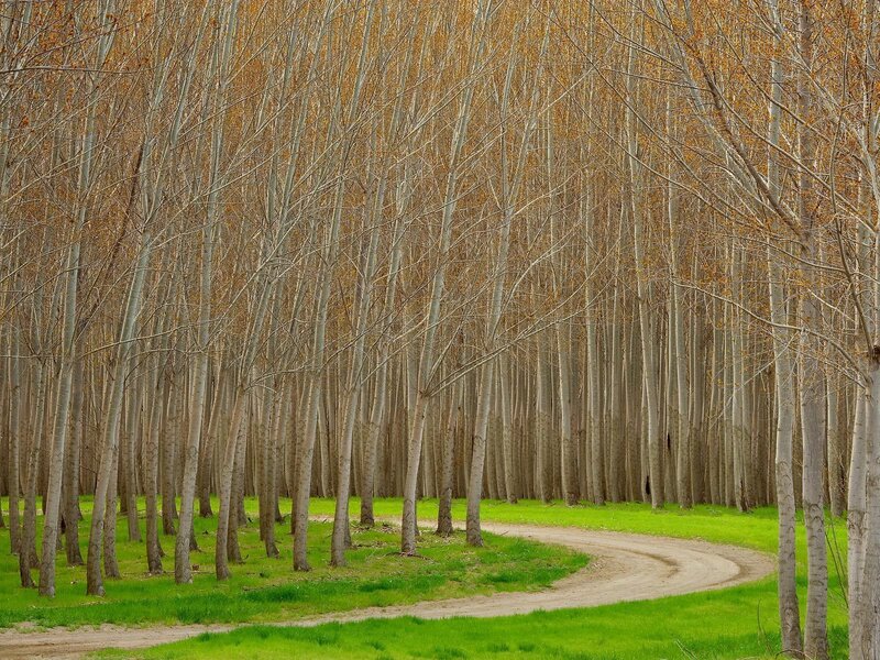 Winding path through a forest