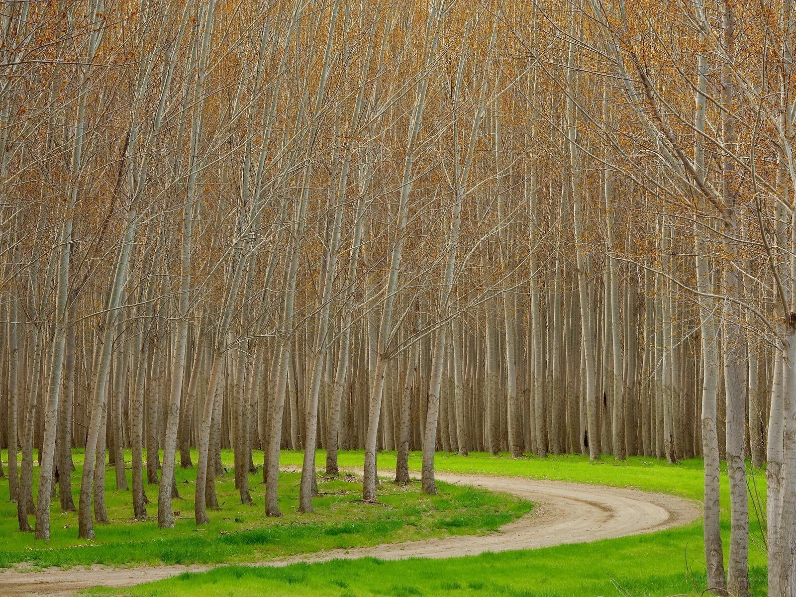Winding path through a forest