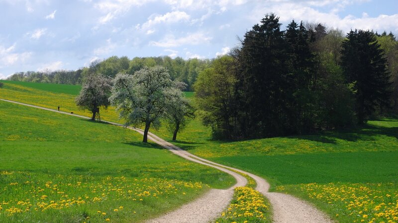 Winding path through a green meadow