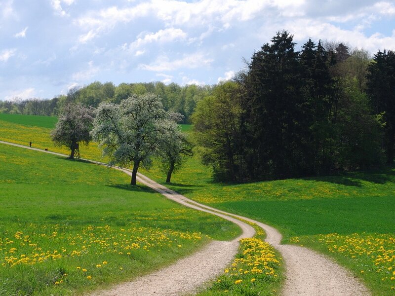 Winding path through a spring meadow
