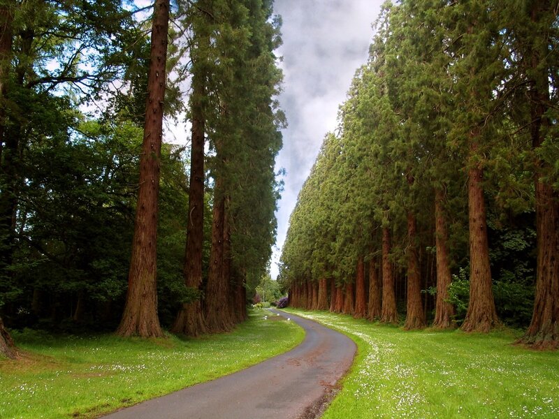 Winding path through a tree-lined avenue