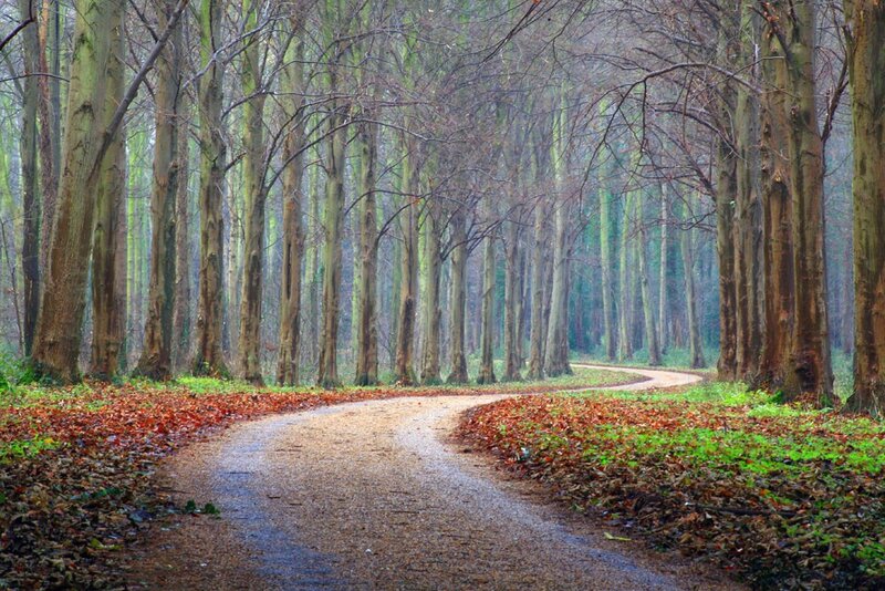 Winding path through autumn forest