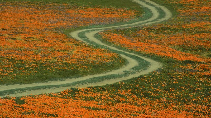 Winding path through flower field