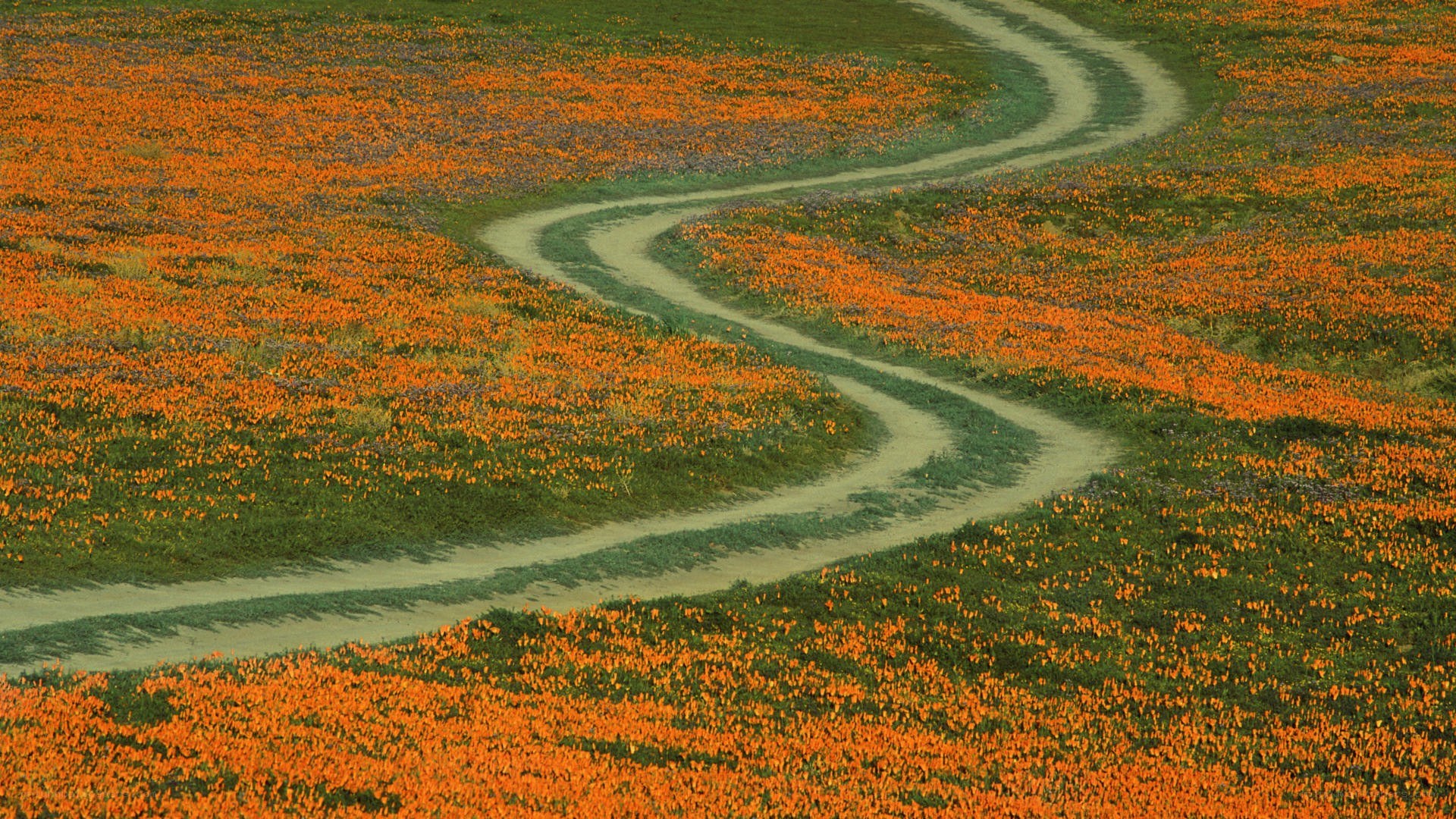 Winding path through flower field