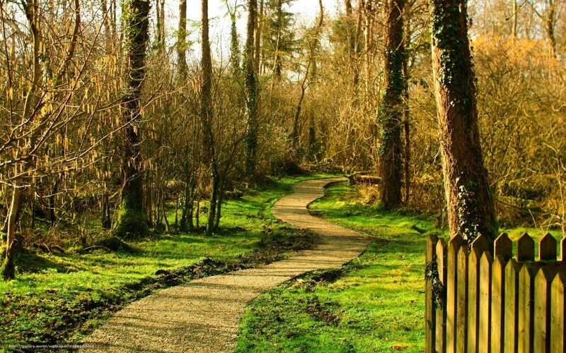 Winding path through forest