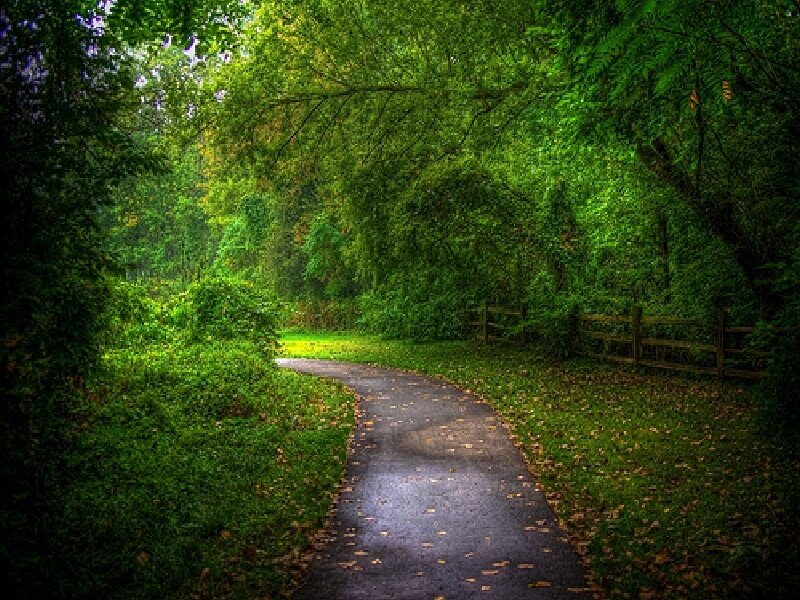 Winding path through forest